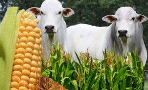 Preços do Boi Gordo, Bezerro, Milho e Soja em Dólares: Análise de Julho (2018-2025)