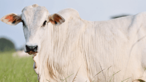 Boi gordo: cotações terminam a semana em alta