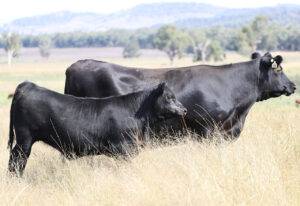 Carne Angus: Exportações teve um crescimento de 9,2% em 2024