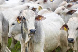 Semana encerra com preços estáveis no mercado do boi gordo em São Paulo