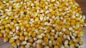 Abertura de mercado para produtos agropecuários do Brasil na Costa Rica