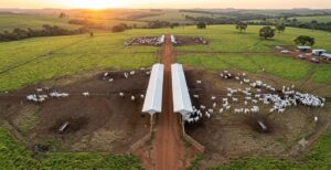Diagnóstico inédito da TIP no Brasil mostra força da tecnologia a pasto