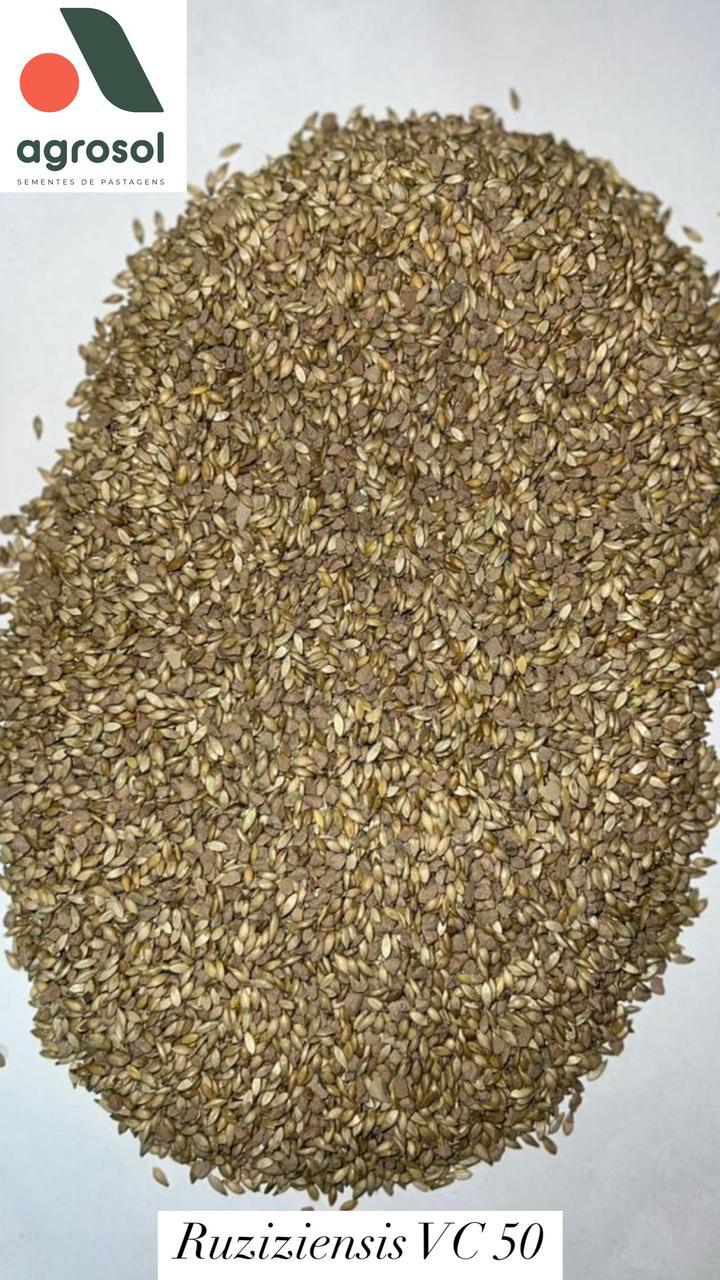 BRACHIARIA RUZIZIENSIS - Imagem 2