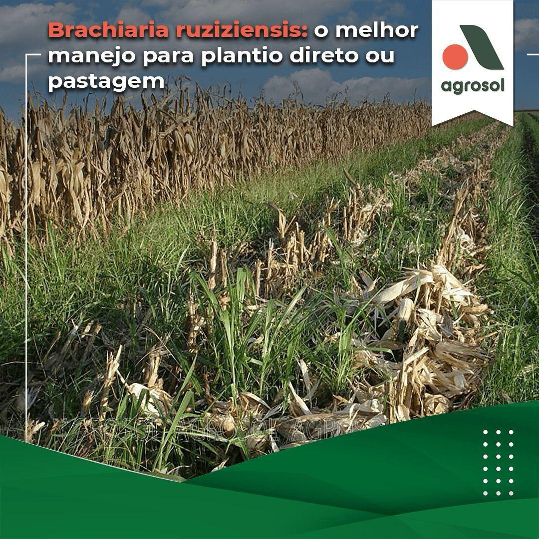 BRACHIARIA RUZIZIENSIS - Imagem 7